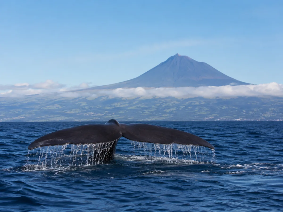 Avistamiento de ballenas y delfines en Azores: guía completa