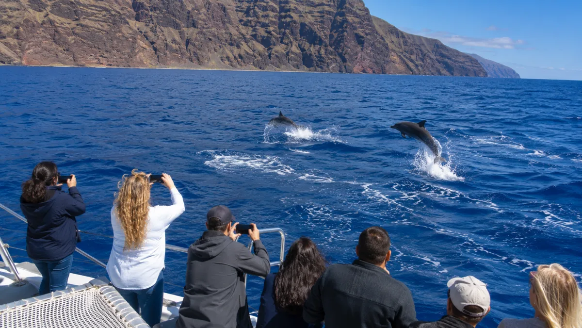 Pasajeros de un catamarán, de espaldas, fotografiando dos delfines que saltan en el Atlántico frente a los altos acantilados del sur de Madeira