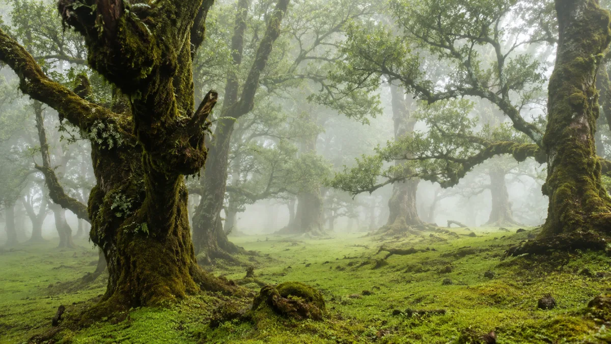 El bosque de Fanal entre la niebla: tiles centenarios cubiertos de musgo, ramas retorcidas y un suelo de hierba verde intensa bajo la bruma