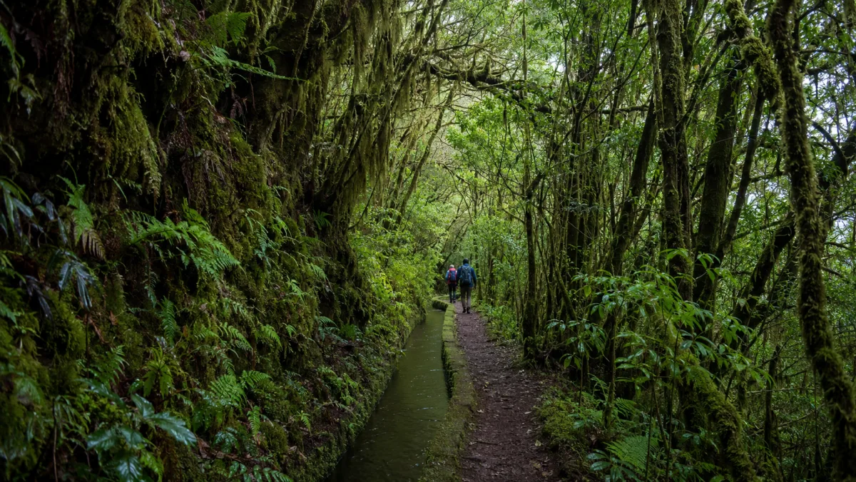 Sendero de una levada del norte de Madeira entre laurisilva centenaria cubierta de musgo, con dos senderistas con mochila caminando al fondo