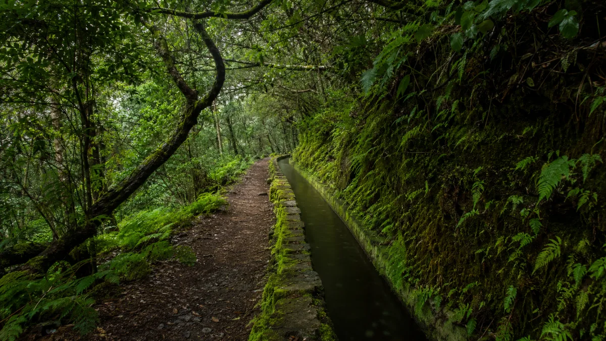 El canal de la Levada das 25 Fontes discurriendo entre laurisilva y helechos, con un sendero de tierra siguiéndolo por el bosque verde de Madeira