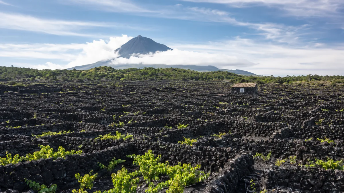 Los viñedos de muros de lava negra (currais) de la Criação Velha en retícula geométrica, con el cono del volcán Pico entre nubes al fondo, isla de Pico, Azores