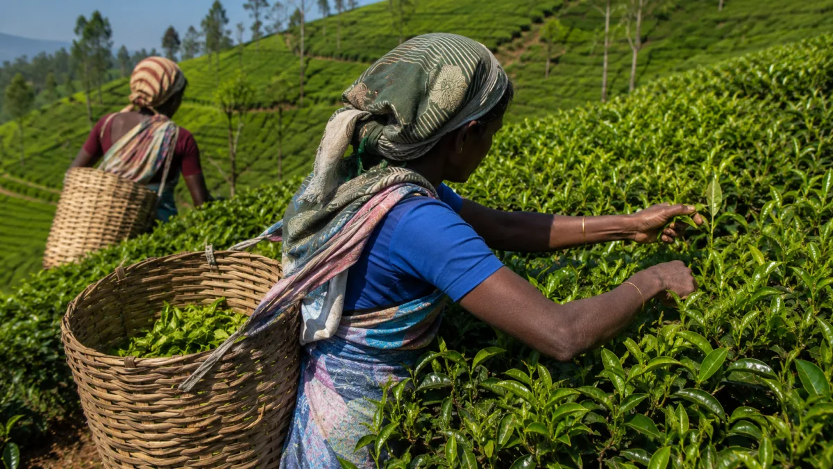 Dos recolectoras de té con cesta de mimbre a la espalda cogiendo brotes verdes en una plantación de las montañas de Nuwara Eliya, Sri Lanka