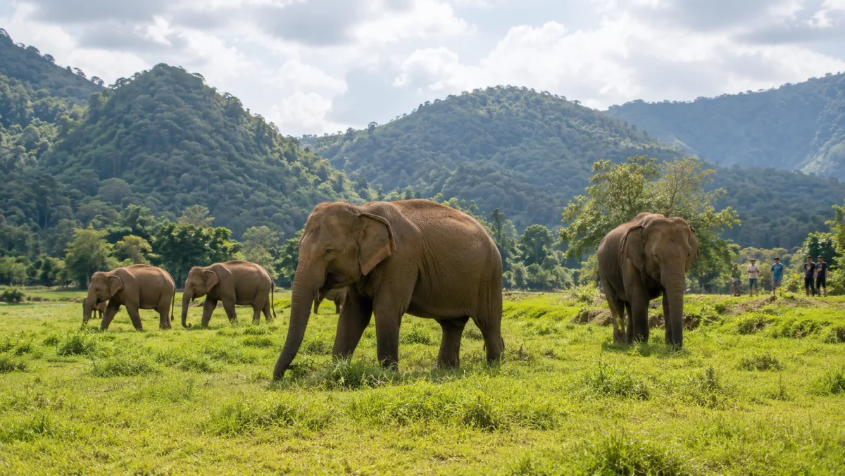 Elefantes rescatados, incluidas crías, caminando libres y comiendo hierba en un valle verde del norte de Tailandia, sin sillas ni turistas montando, con visitantes observando a distancia